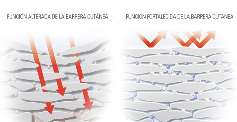 Ilustración mostrando los efectos fortalecedores del dexpantenol sobre la barrera cutánea
