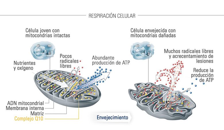 Célula joven con mitocondrias sanas frente a célula envejecida con mitocondrias dañadas