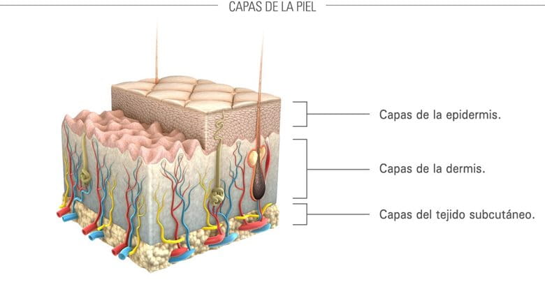 Presentación gráfica de la piel y sus capas.